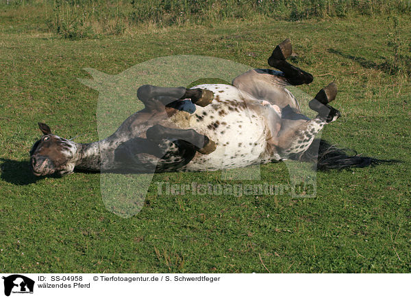 wlzendes Pferd / wallowing horse / SS-04958
