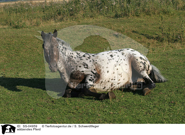 wlzendes Pferd / wallowing horse / SS-04959