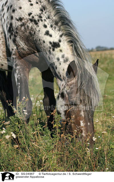 grasender Appaloosa / grazing Appaloosa / SS-04967