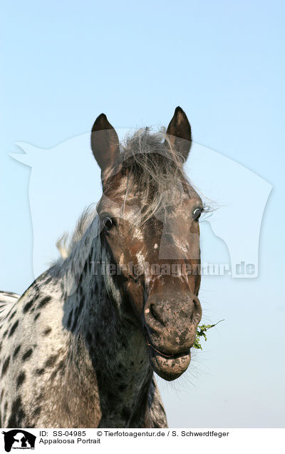 Appaloosa Portrait / Appaloosa Portrait / SS-04985