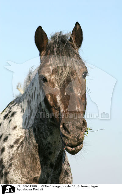 Appaloosa Portrait / Appaloosa Portrait / SS-04986