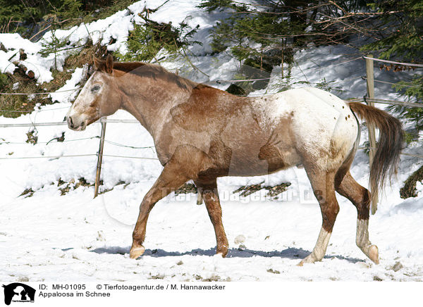 Appaloosa im Schnee / appaloosa in the snow / MH-01095