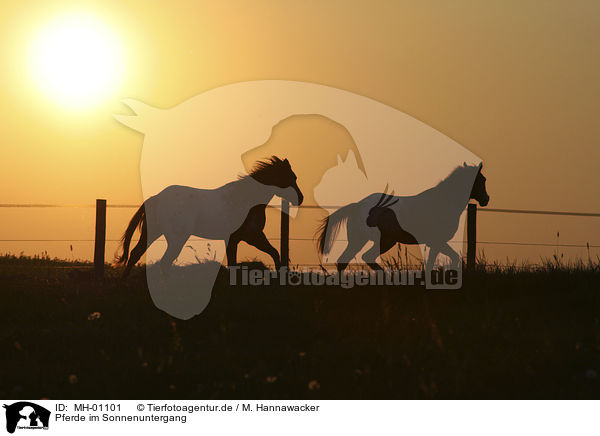 Pferde im Sonnenuntergang / horses in sundown / MH-01101