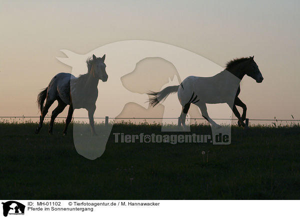Pferde im Sonnenuntergang / MH-01102