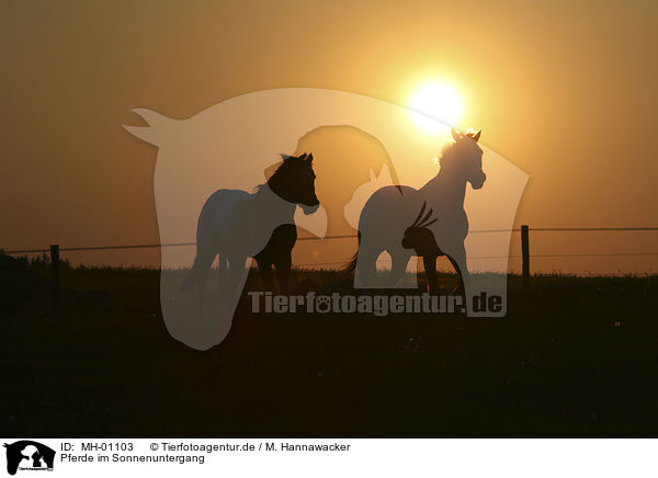 Pferde im Sonnenuntergang / MH-01103