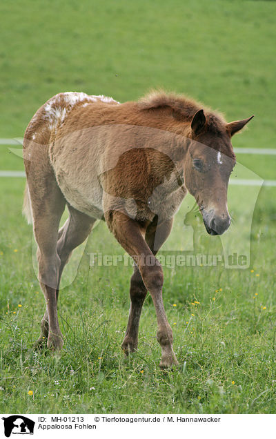 Appaloosa Fohlen / foal / MH-01213