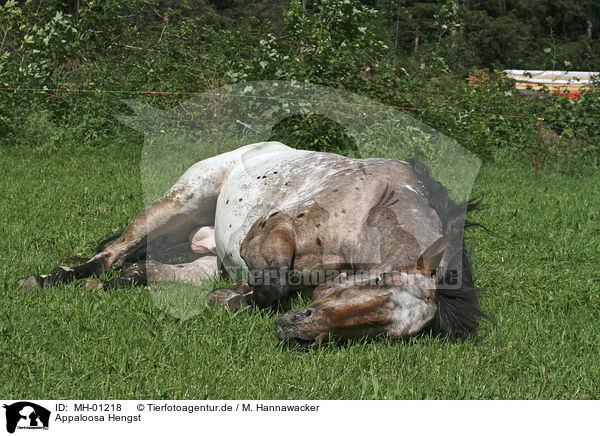 Appaloosa Hengst / stallion / MH-01218