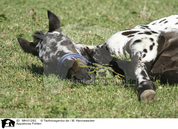 Appaloosa Fohlen / Appaloosa foal / MH-01292