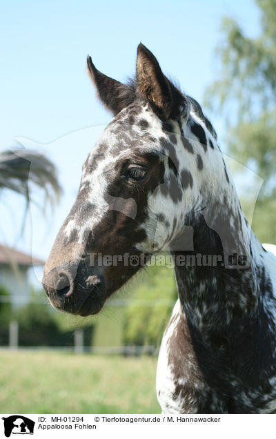 Appaloosa Fohlen / Appaloosa foal / MH-01294