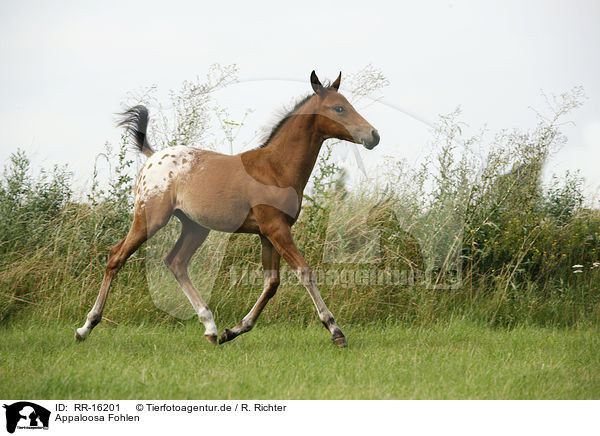 Appaloosa Fohlen / appaloosa foal / RR-16201