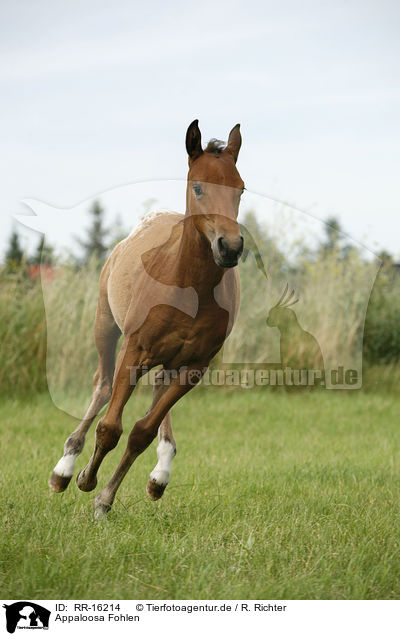 Appaloosa Fohlen / appaloosa foal / RR-16214