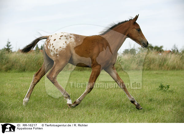 Appaloosa Fohlen / appaloosa foal / RR-16217