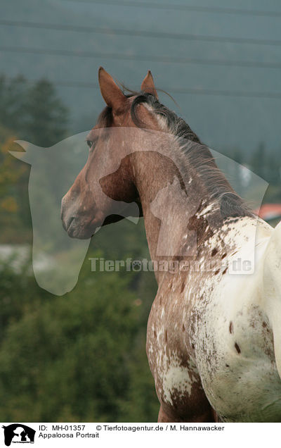 Appaloosa Portrait / Appaloosa Portrait / MH-01357