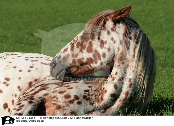 liegender Appaloosa / lying Appaloosa / MH-01366