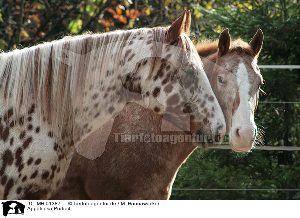 Appaloosa Portrait / Appaloosa Portrait / MH-01387