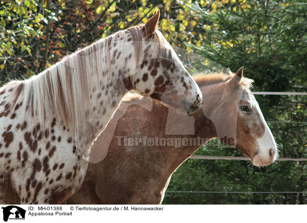 Appaloosa Portrait / Appaloosa Portrait / MH-01388