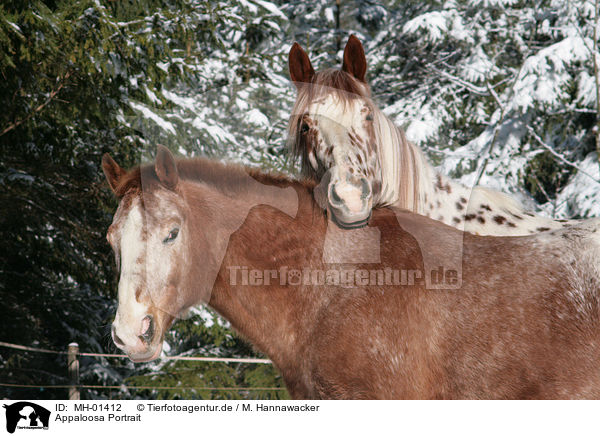 Appaloosa Portrait / Appaloosa Portrait / MH-01412