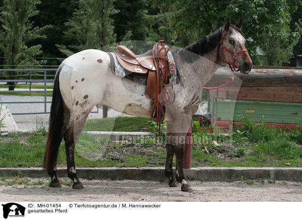gesatteltes Pferd / MH-01454
