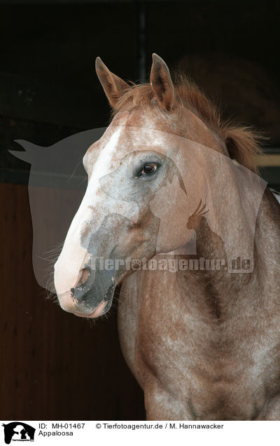 Appaloosa / Appaloosa / MH-01467