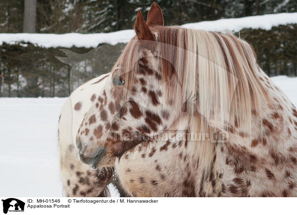 Appaloosa Portrait / Appaloosa Portrait / MH-01546