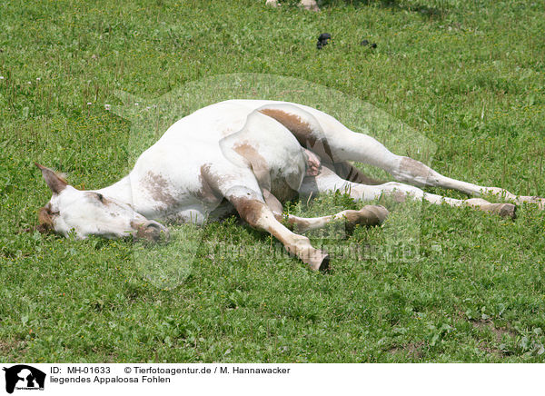 liegendes Appaloosa Fohlen / lying Appaloosa foal / MH-01633