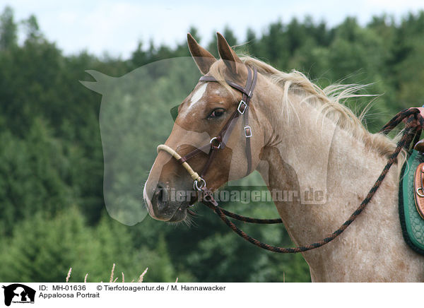 Appaloosa Portrait / Appaloosa Portrait / MH-01636