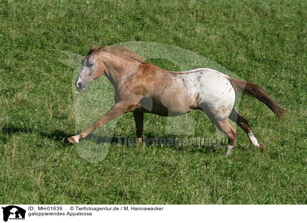 galoppierendes Appaloosa / galloping Appaloosa / MH-01639