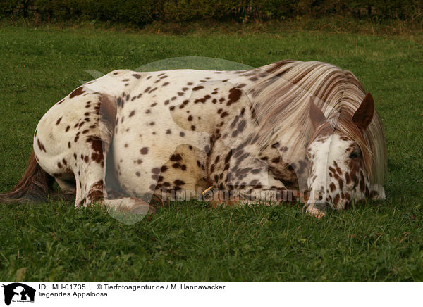 liegendes Appaloosa / MH-01735