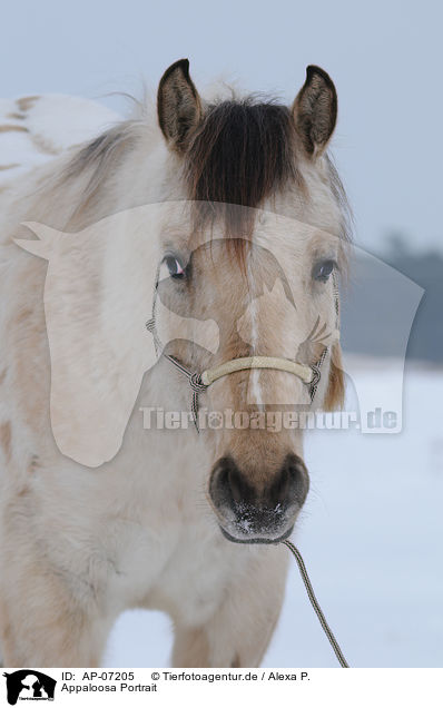 Appaloosa Portrait / Appaloosa Portrait / AP-07205