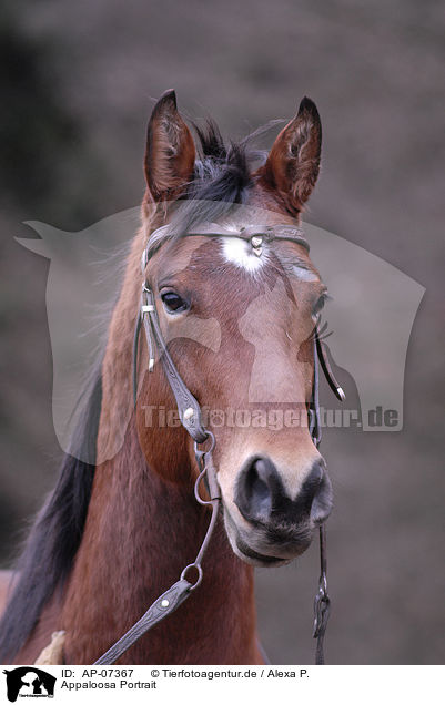 Appaloosa Portrait / Appaloosa Portrait / AP-07367