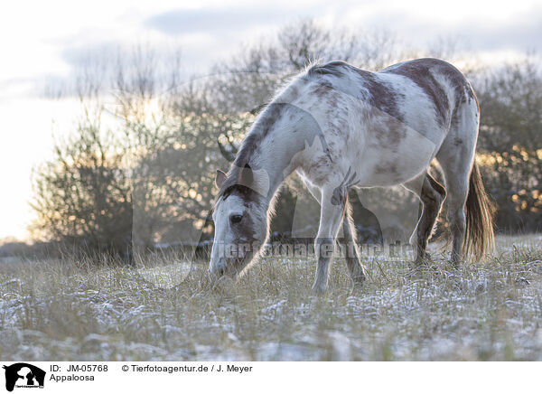 Appaloosa / Appaloosa / JM-05768