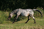 rennender Appaloosa