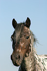 Appaloosa Portrait