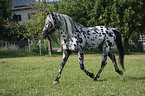 Appaloosa Hengst