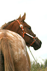 Appaloosa Stute Portrait