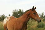 Appaloosa Fohlen