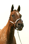 Appaloosa Stute Portrait