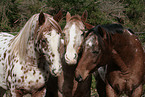 Appaloosa Portrait