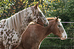 Appaloosa Portrait