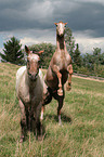 steigender Appaloosa