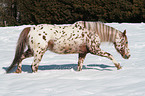 Appaloosa im Schnee