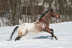 Appaloosa im Schnee