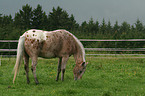 Appaloosa