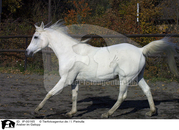 Araber im Galopp / galoping arabian horse / IP-00165