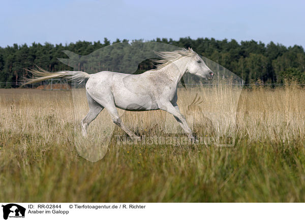 Araber im Galopp / running arabian horse / RR-02844