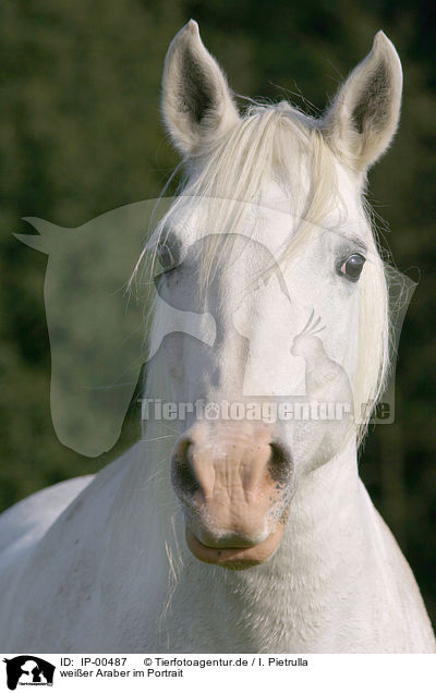 weier Araber im Portrait / white Arabian Horse / IP-00487