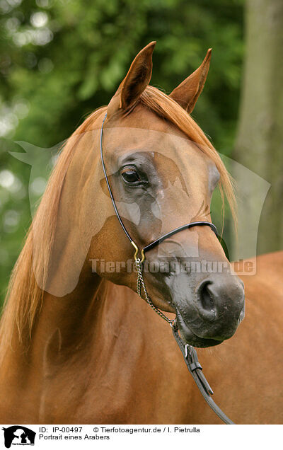 Portrait eines Arabers / arabian horse / IP-00497