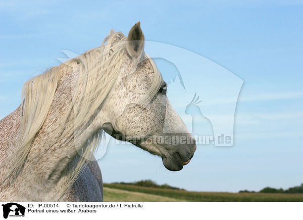 Portrait eines weien Arabers / white arabian horse / IP-00514