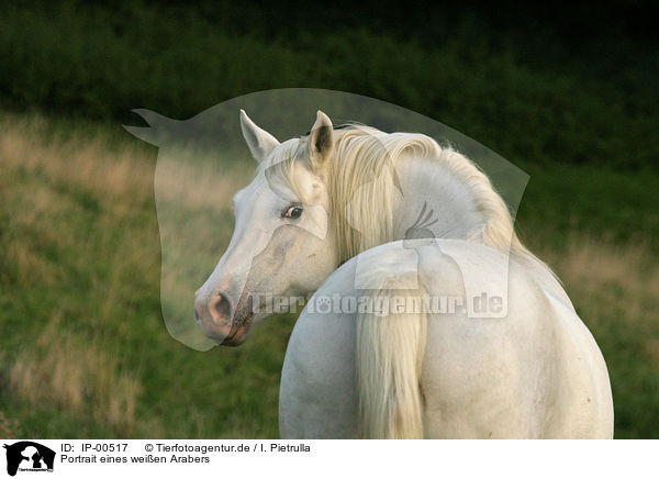 Portrait eines weien Arabers / white arabian horse / IP-00517