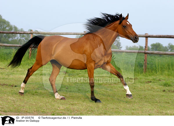 Araber im Galopp / running arabian horse / IP-00576